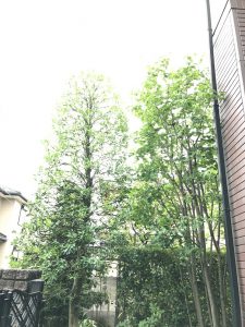 width=